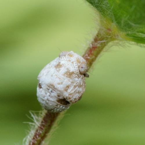 Réf. 102 170 : Hysteropterum dolichotum