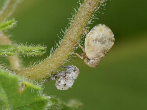 Réf. 102 163 : Hysteropterum dolichotum