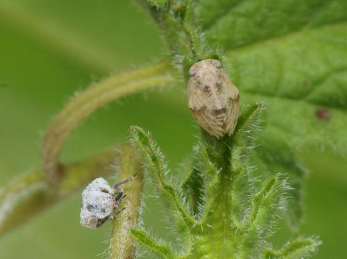 Hysteropterum dolichotum