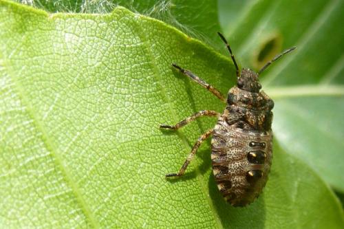 Pentatoma rufipes