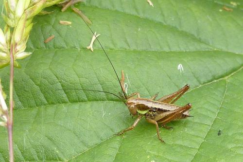 Tettigoniinae