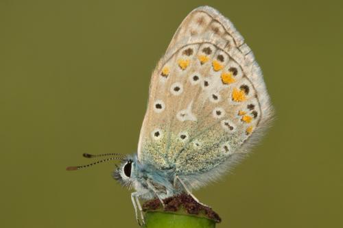 Réf. 102 053 : Polyommatus sp.