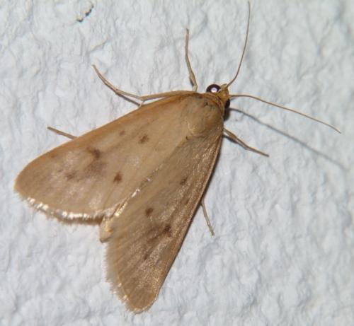 Achyra nudalis