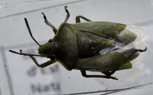 Brachynema germarii