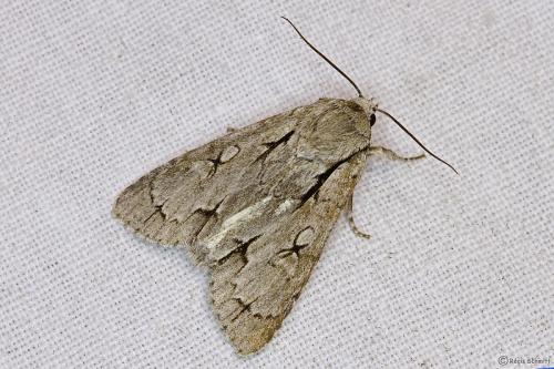 Réf. 102 828 : Acronicta sp.