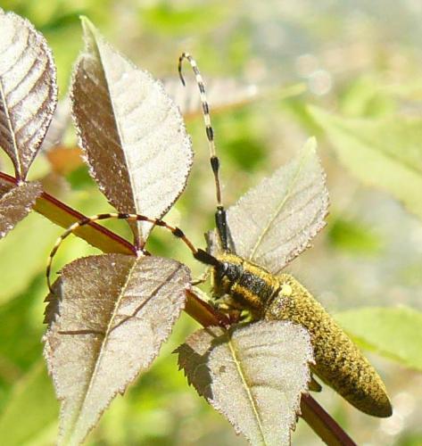 Réf. 102 932 : Agapanthia dahli