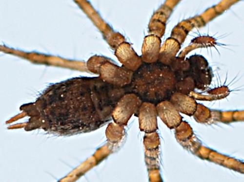 Textrix sp.