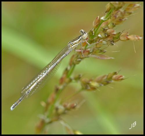 Réf. 102 597 : Platycnemis pennipes