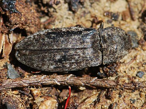 Réf. 102 311 : Agrypnus murinus
