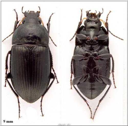 Réf. 102 175 : Amara ovata