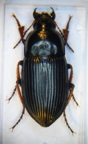 Amara fulvipes