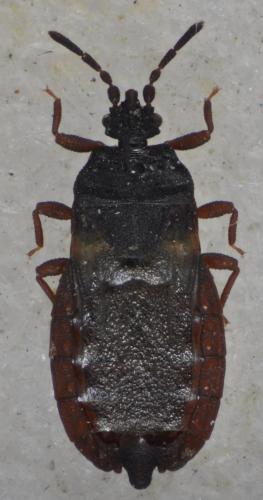 Aneurus avenius