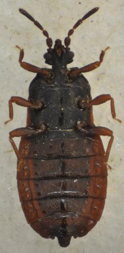 Aneurus avenius