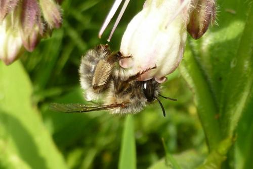 Anthophora sp.