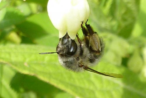 Anthophora sp.