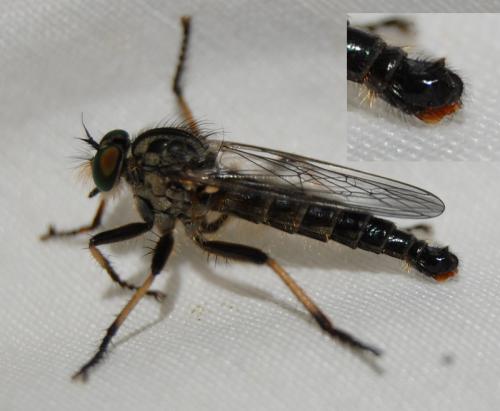 Neoitamus cyanurus