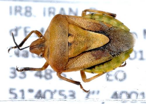 Antheminia pusio