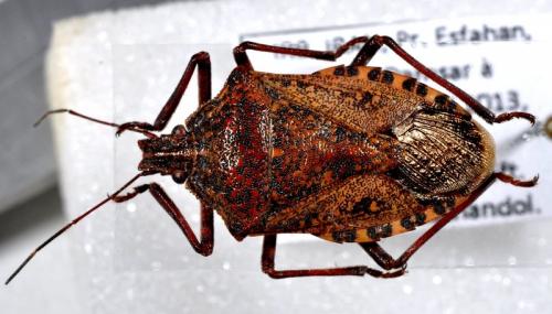 Apodiphus amygdali
