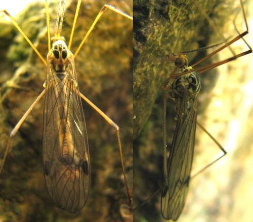 Nephrotoma quadrifaria