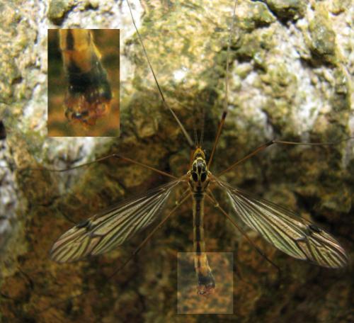 Nephrotoma quadrifaria