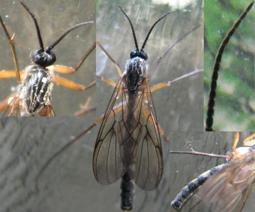Réf. 102 554 : Platyura marginata
