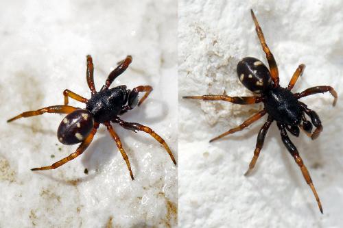Réf. 102 984 : Asagena italica