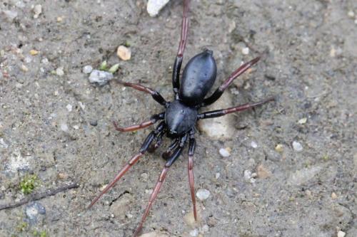 Trachyzelotes pedestris