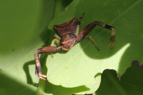Réf. 102 708 : Pistius truncatus