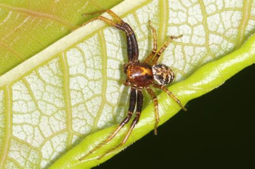 Xysticus sp.
