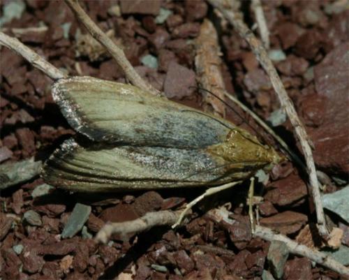 Pterothrixidia rufella