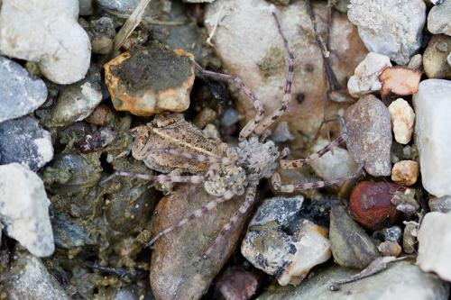 Arctosa sp.