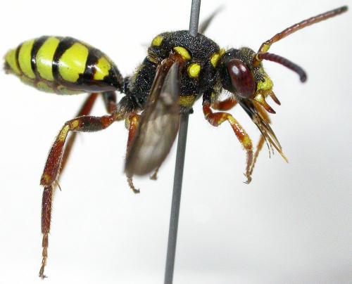 Réf. 102 691 : Nomada melathoracica