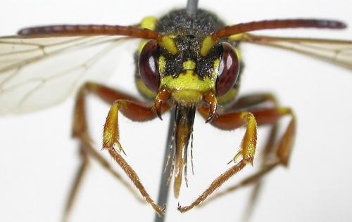 Réf. 102 692 : Nomada melathoracica