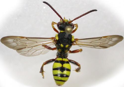 Nomada melathoracica