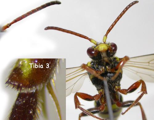 Réf. 102 693 : Nomada melathoracica