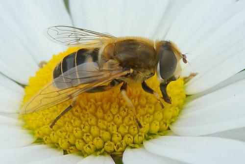 Réf. 102 744 : Eristalis nemorum