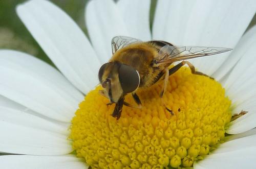Réf. 102 746 : Eristalis nemorum