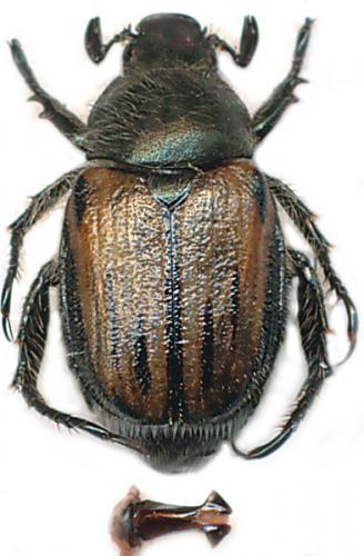 Blitopertha nigripennis
