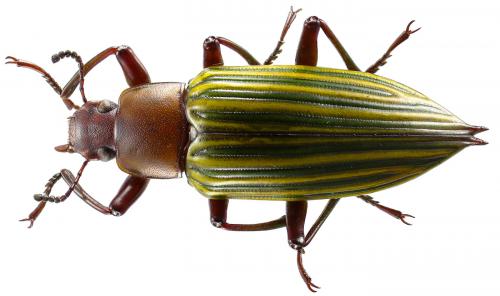 Blapida pertyi
