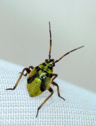 Brachycoleus pilicornis