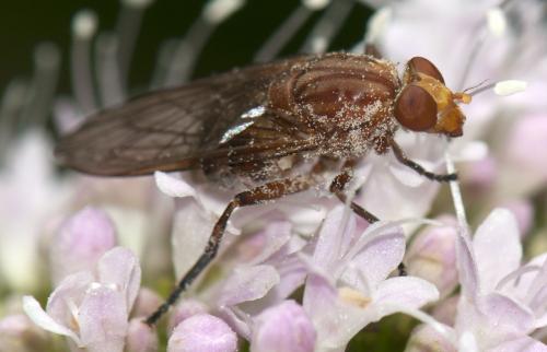 Brachyopa vittata
