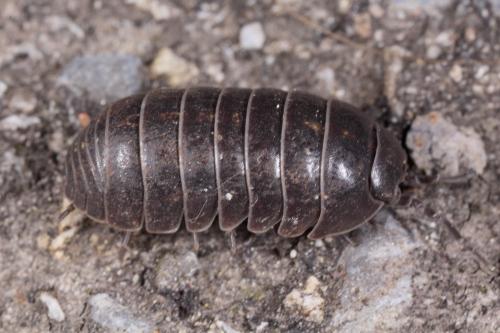 Armadillidium sp.