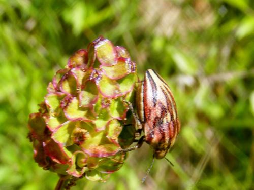 Odontotarsus purpureolineatus