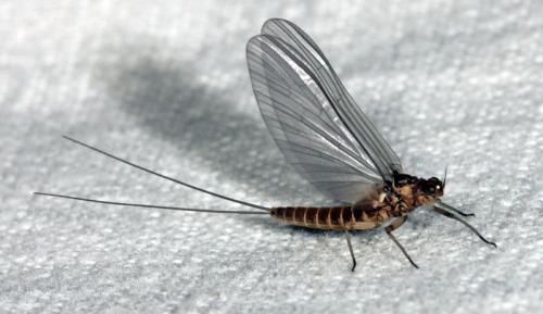 Baetis sp.