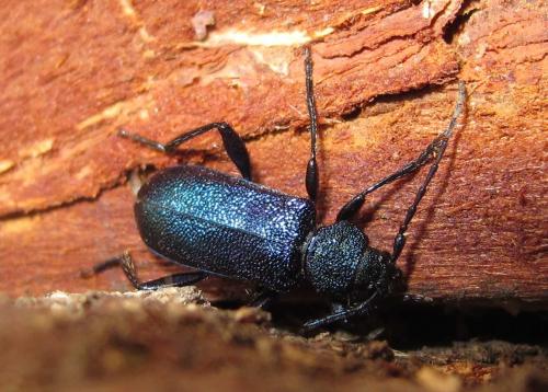 Réf. 102 950 : Callidium violaceum