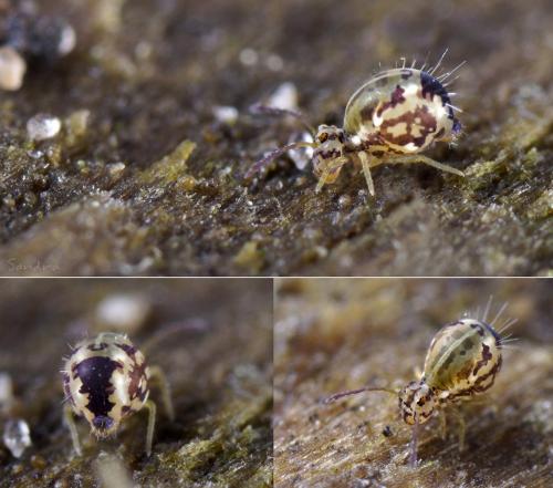 Calvatomina sp.