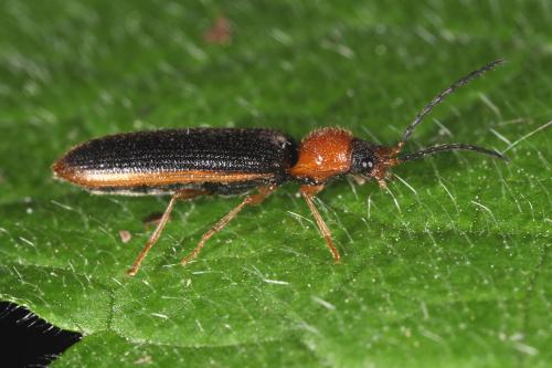 Réf. 102 671 : Denticollis linearis