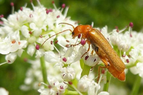 Cantharis cryptica