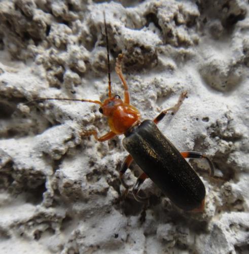 Cantharis livida