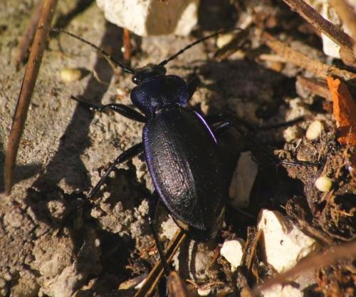 Carabus problematicus